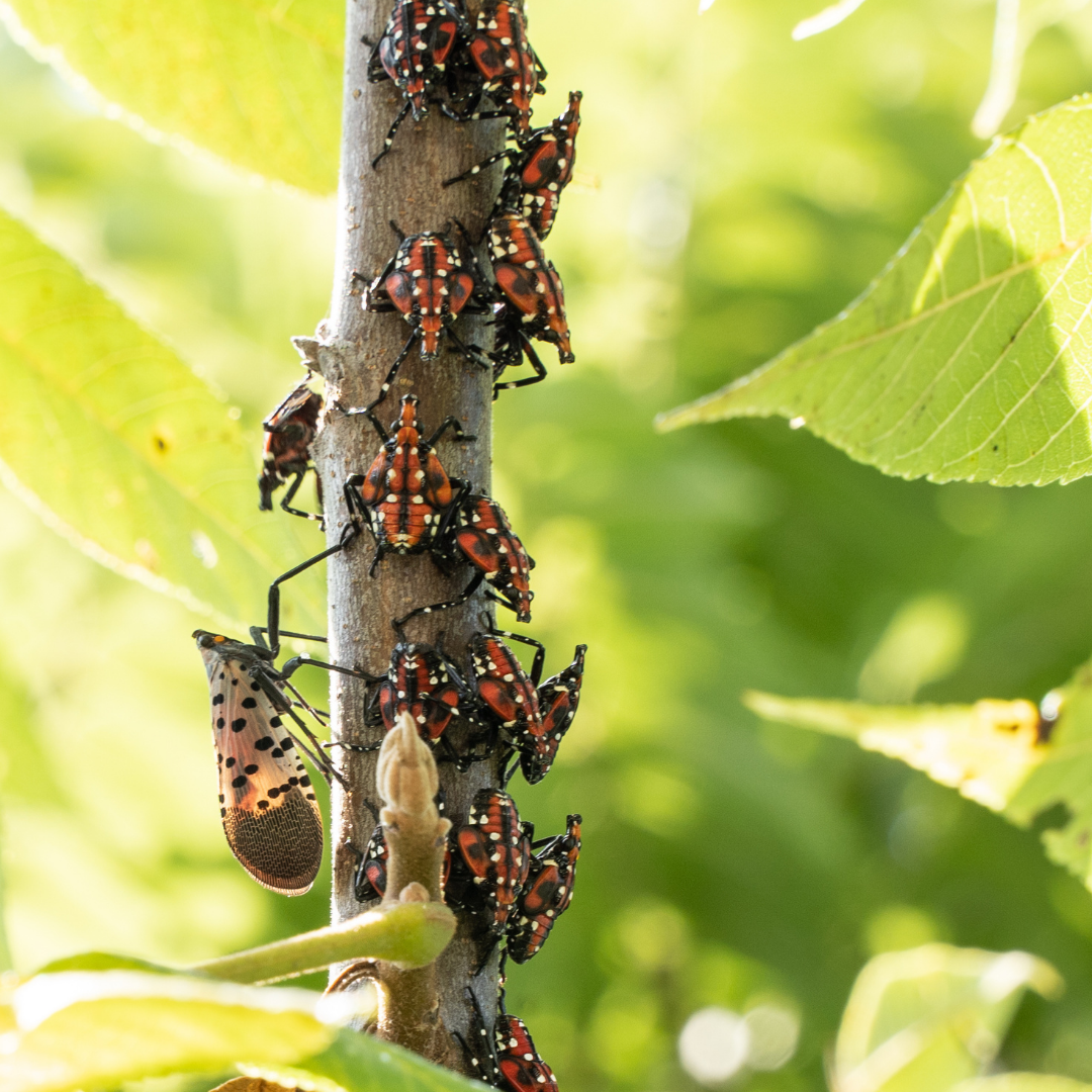 An adult and nymph spotted lanternflies on a tree
